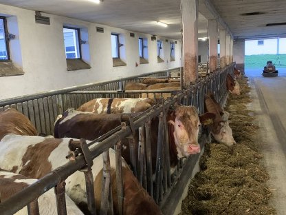 Zuchtbetrieb verkauft ständig trächtige Fleckvieh Färsen