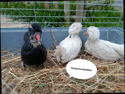 Haubenmixkueken