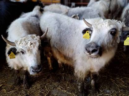 Yak-Kälber