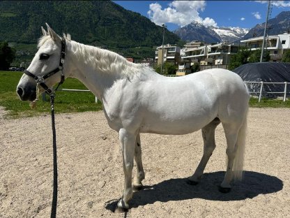 Schimmel Pony Stute