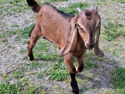 JOHNNY 100% Nubier Jungbock sucht Bestplatz