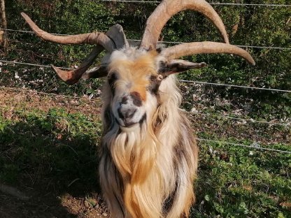 Vierhorn-Bock