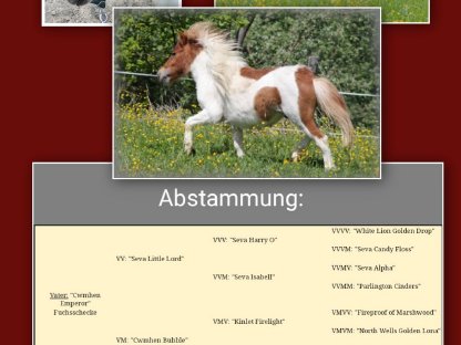 Gekörter Hengst Shetlandpony-Minityp
