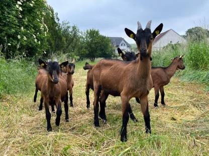 GGZ Gämsfarbige Gebirgsziegen - Herdebuchzucht