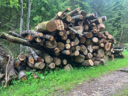 Bild 2:Brennholz Hartholz - geeignet für Spaltautomaten