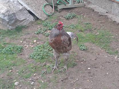 Ameraucana Hahn