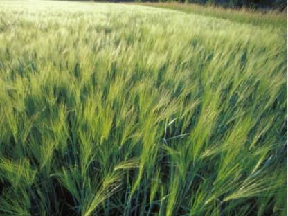 1,5 ha Bio-Gerste
