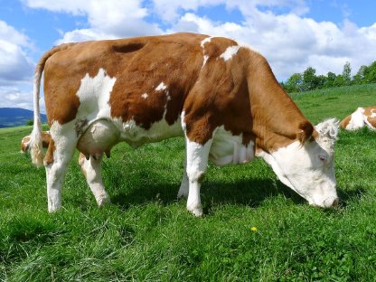 Bio-Fleckvieh-Milchkuh / Mutterkuh mit Kalb