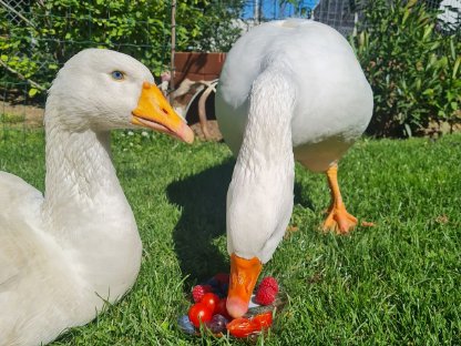 Suche dringend ältere Gans