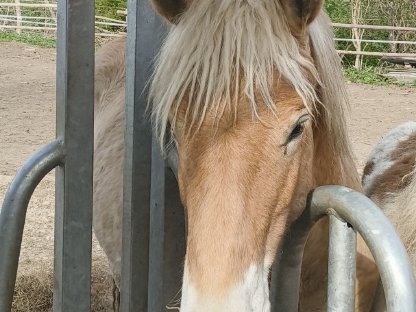 Haflinger Hengst