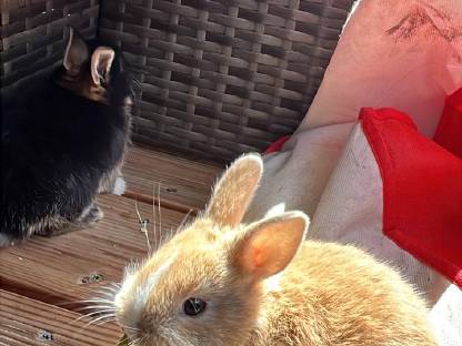 Zwergkaninchen Babys