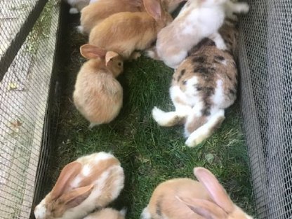 Bild 7:Junge Stallhasen Deutscher Riese