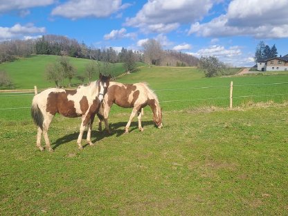 Bild 7:Pinto Junghengst