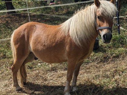 Pony Wallach, Lichtfuchs, 12 Jahre alt, ca. 115 cm Stockmaß