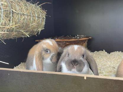 Bild 6:Zwergkaninchen