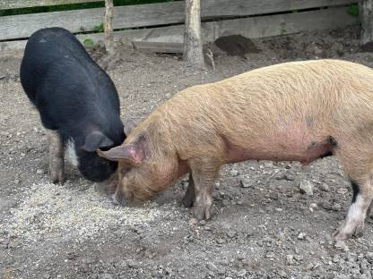 Berkshire Ferkel