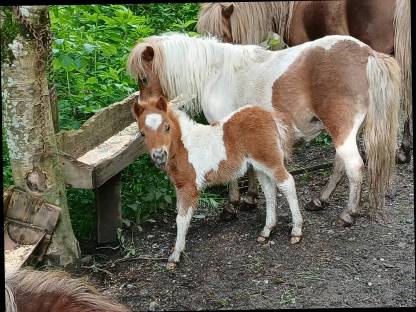 Mini Shetland Pony