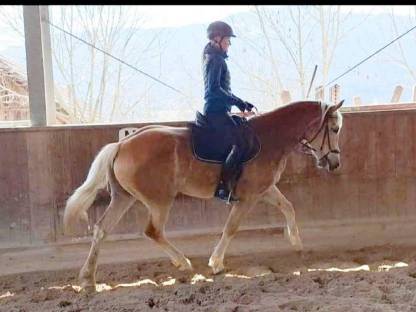 Bild 3:Haflinger-Stute