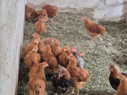 Bild 3:New Hampshire Jungtiere