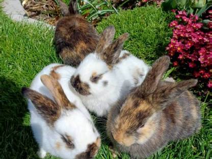 Kaninchen, Rheinische Schecken, Hasen, mittelgroße Rasse