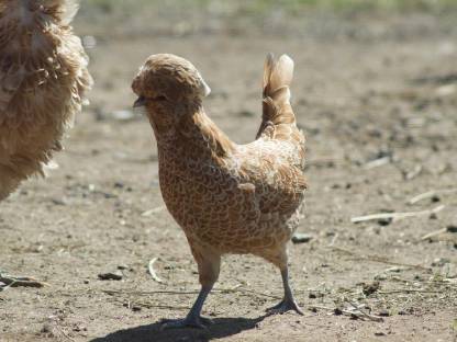 Haubenhuhn-Bruteier