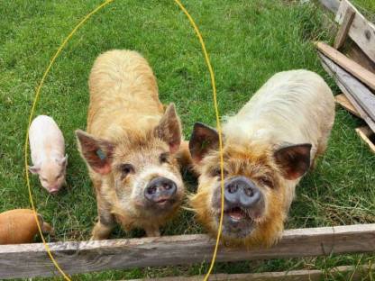 Kune Kune Eber