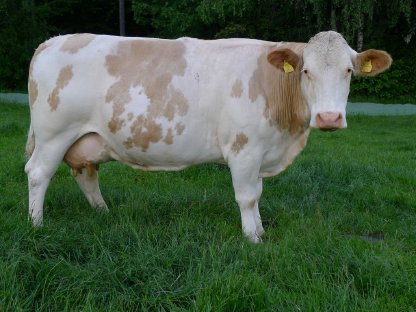Bio-Fleckvieh-Milchkuh, hochträchtig