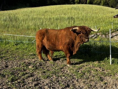 Bild 3:Stier Cäser mit Herdenbuch