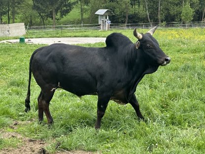Zwergzebu männlich, weiblich