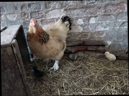Bruthenne mit Küken
