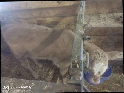 Weibliches Kalb
