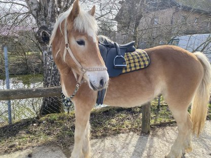 Haflinger Wallach