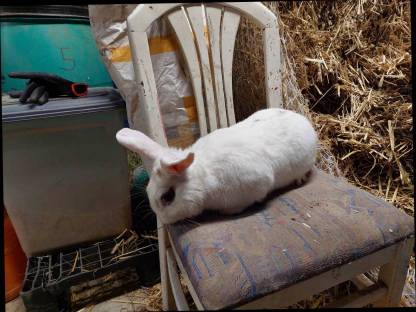 Bild 2:Hase (Mischlingshasen)
