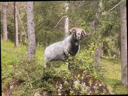 Alpinen Steinschafbock