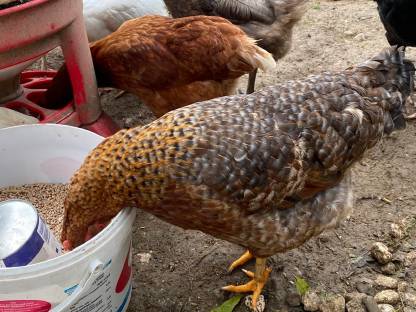 Legehennen Bielefelder Kennhuhn