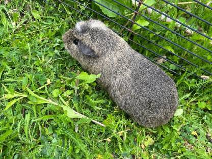 Bild 2:Meerschweinchen