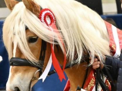 Haflinger Deckhengst