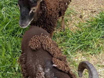 Soaybock
