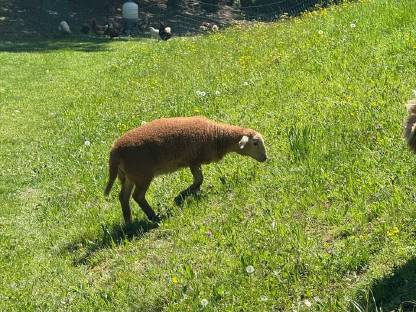 Jungbock, Schafbock, Widder