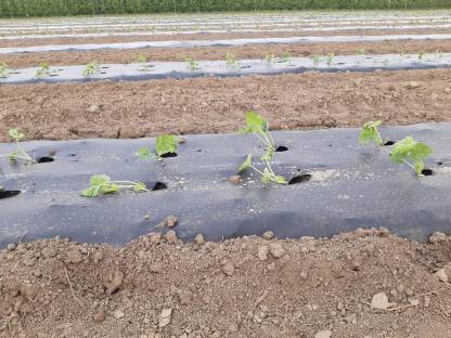 Wassermelonen-Setzlinge