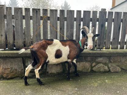 Bild 4:1b Tauerscheckziege