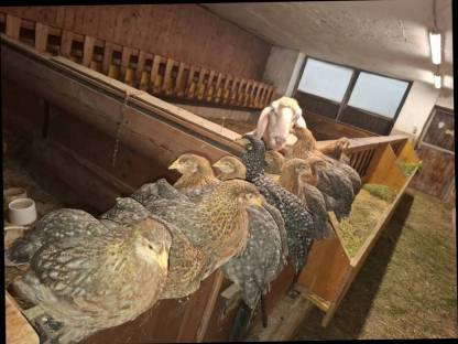 Bielefelder Kennhuhn