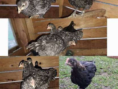 Bild 3:Puten, Hähne, Hennen (Paare)