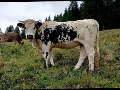 Pustertaler Sprinzen Kalbin Bio belegt