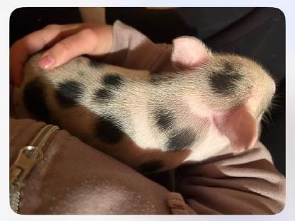 Minischwein