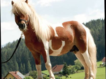 Mini Shetlandpony Hengst Iron