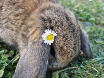 Wunderschöne Deutsche Widder suchen neuen Möhrchengeber