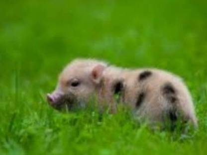 SUCHE: Bio Mini Schweine