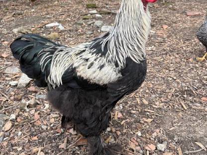 Bild 3:Brahma Hähne