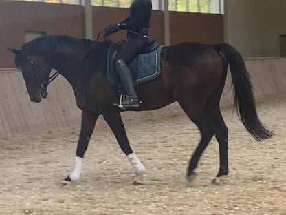 Bild 6:Trakehner sucht ein neues Zuhause